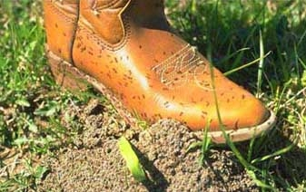 Professional Ant Removal