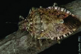 Stink Bugs